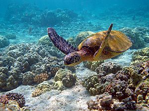 Hawaii turtle 2