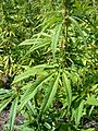 Hemp plants-cannabis sativa-single 3