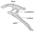 Ornithischia pelvis