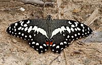 Papilio demoleus Linnaeus, 1758 – Lime Swallowtail