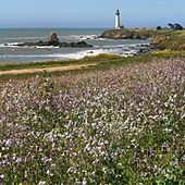 Pigeon Point Lighthouse and wildflowers