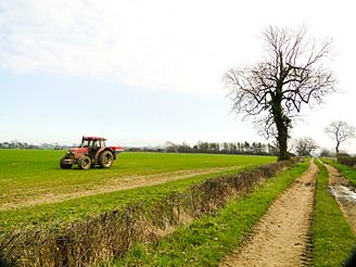 Spreading nitrogen fertiliser on winter wheat - geograph.org.uk - 2319166