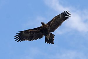 Wedge tailed eagle in flight04