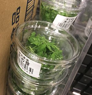 Zanthoxylum piperitum young bits for sale - Tokyo - April 2 2021