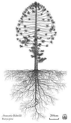 Araucaria Bidwillii Bunya pine Architectural elevation with root system Hand drawing Axel Aucouturier