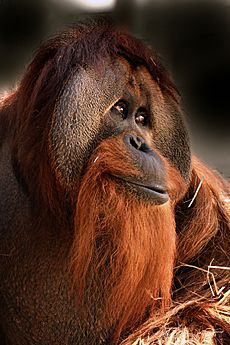 Azy (orangutan) at the Indianapolis Zoo