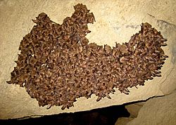 Cluster of hibernating virginia big eared bat corynorhinus townsendii