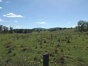 Fields at Hoya, Queensland.jpg