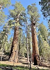 Gothic Arch aka Alta Twin Sequoia Trees (distance) in Sequoia National Park (July 2023)