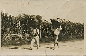 Quincalleros en Puerto Rico, circa 1900-1917