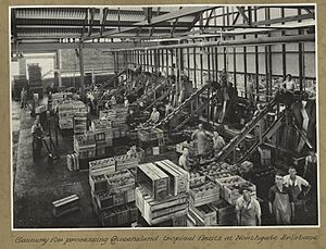 StateLibQld 1 256040 Process workers at work at the Golden Circle cannery in Northgate
