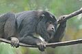 Black Howler Monkey (adult male) 4.jpg