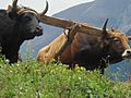 Bulls plowing in the mountains of paramo Mucuchies