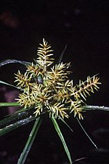 Cyperus esculentus NRCS-1