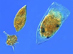 Dinoflagellates and a tintinnid ciliate