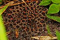 Dusky Pygmy Rattlesnake - Sistrurus miliarius barbouri, Okaloacoochee Slough State Forest, Felda, Florida