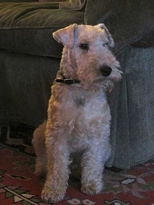 Hughie - Lakeland Terrier