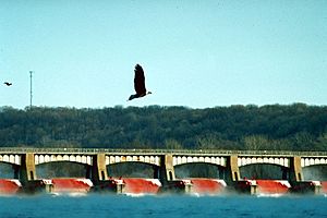 Image-Mississippi River Lock and Dam number 14 with eagles