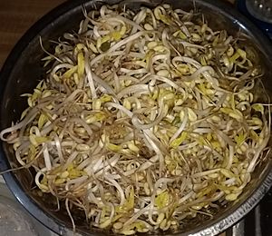 Mung bean sprouts, raw