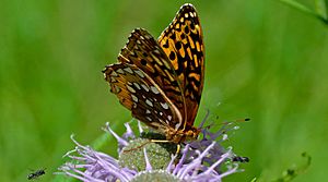 Spinus-great-spangled-fritillary-2015-07-n048074-w