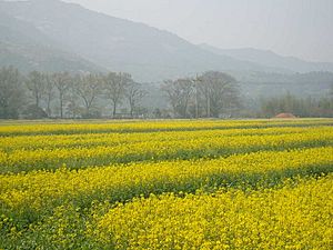 A field of oilseed flowers (4459422942)