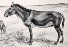 Equus scotti cropped