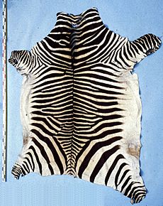 Equus zebra hartmannae fur skin