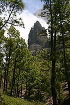 Pinus canariensis forest La Palma