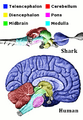 Corresponding regions of human and shark brain are shown. The shark brain is splayed out, while the human brain is more compact. The shark brain starts with the medulla, which is surrounded by various structures, and ends with the telencephalon. The cross-section of the human brain shows the medulla at the bottom surrounded by the same structures, with the telencephalon thickly coating the top of the brain. 