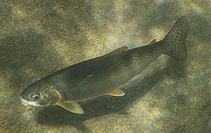 Westslope Cutthroat Trout Middle Fork Flathead (27912294517) (cropped)