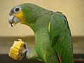 Amazona amazonica -Kuala Lumpur Bird Park, Malaysia -eating-8a