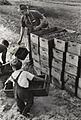 Arthur Rothstein (American, 1915-1985). Child Labor, Cranberry Bog, 1938