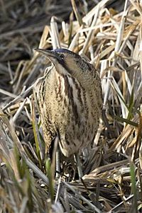 Bittern in River Lee Country Park