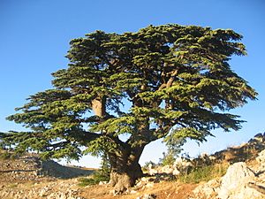 Cèdre du Liban Barouk 2005