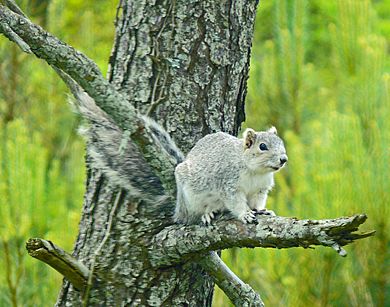 Delmarva fox squirrel (7013873661)