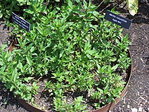 Mentha gracilis and rotundifolia MN 2007