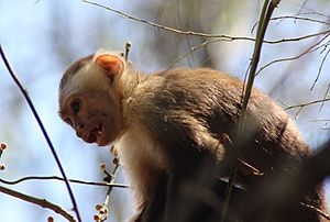 Monkey tayrona
