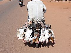 Poultry strapped to a motorbike in Burkina Faso, 2009 (1)