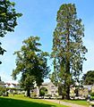 Sequoiadendron giganteum at Buckfast Abbey - geograph.org.uk - 1159747