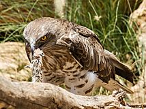 Short-toed Eagle with rat.jpg