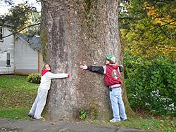Tree with two people standing in front