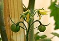 Tomato fruit and flowers at day 52