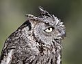 Western-screech-owl