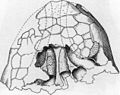 Ankylosaurus nasal chambers