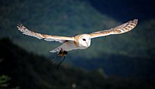 Barn Owl flying
