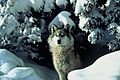 Canis lupus standing in snow