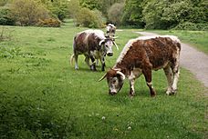 Conservation Grazing Longhorn Cattle to manage NNR at Ruislip Lido