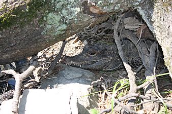 Dwarf crocodile in Lehigh Valley Zoo