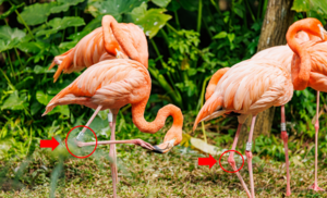 Flamingos With Ankles Circled