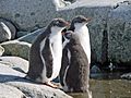 Gentoo penguin juvenile Petermann Island